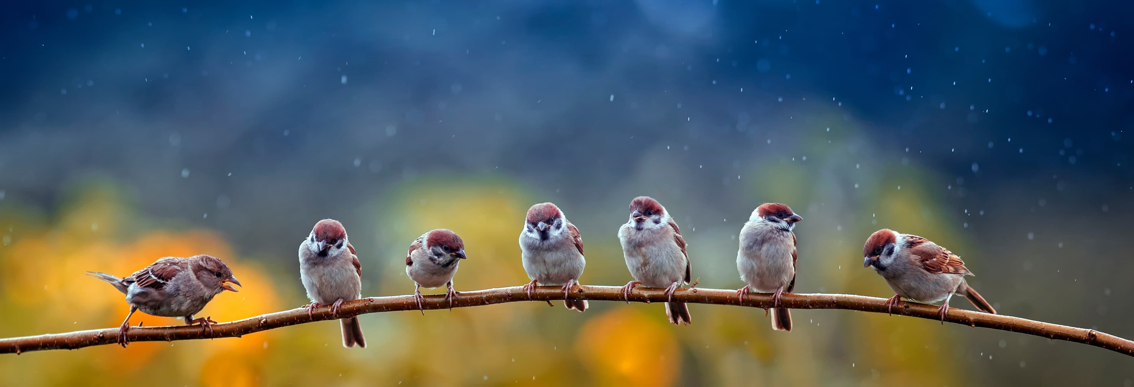 Wehlton Woods vogels